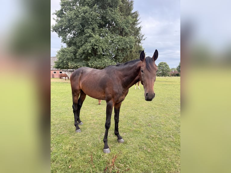 Hannoveraner Hengst 3 Jahre 170 cm Brauner in Tespe