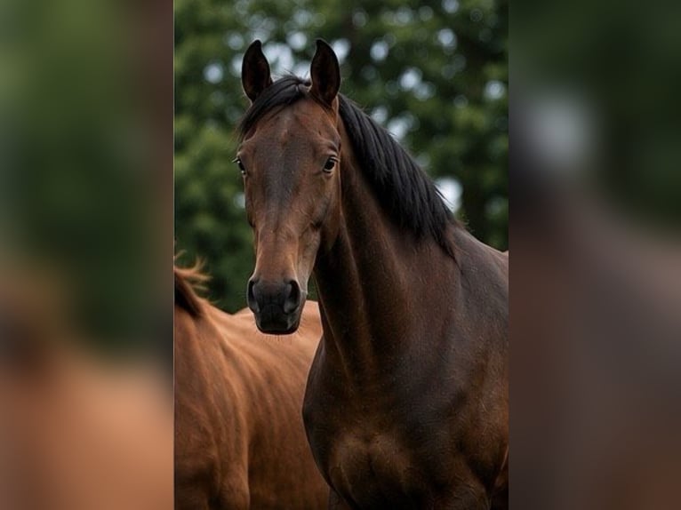 Hannoveraner Hengst 3 Jahre 170 cm Brauner in Tespe