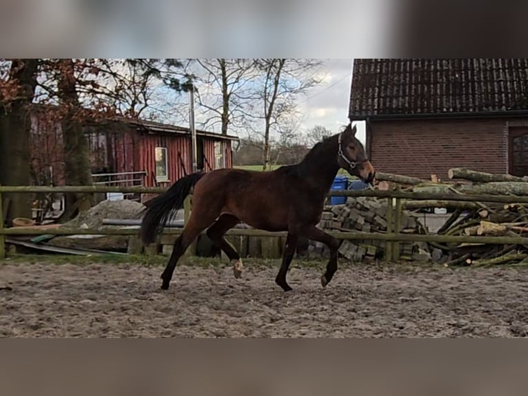 Hannoveraner Hengst 3 Jahre 170 cm Brauner in Osterbruch