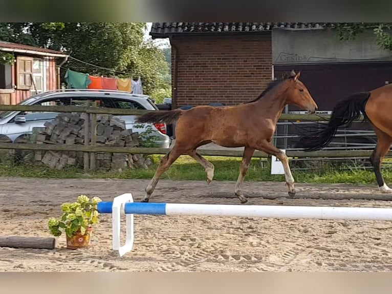 Hannoveraner Hengst 3 Jahre 170 cm Brauner in Osterbruch