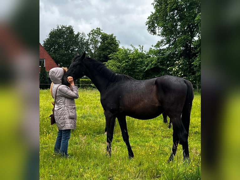 Hannoveraner Hengst 3 Jahre 170 cm  in Ahrensbök