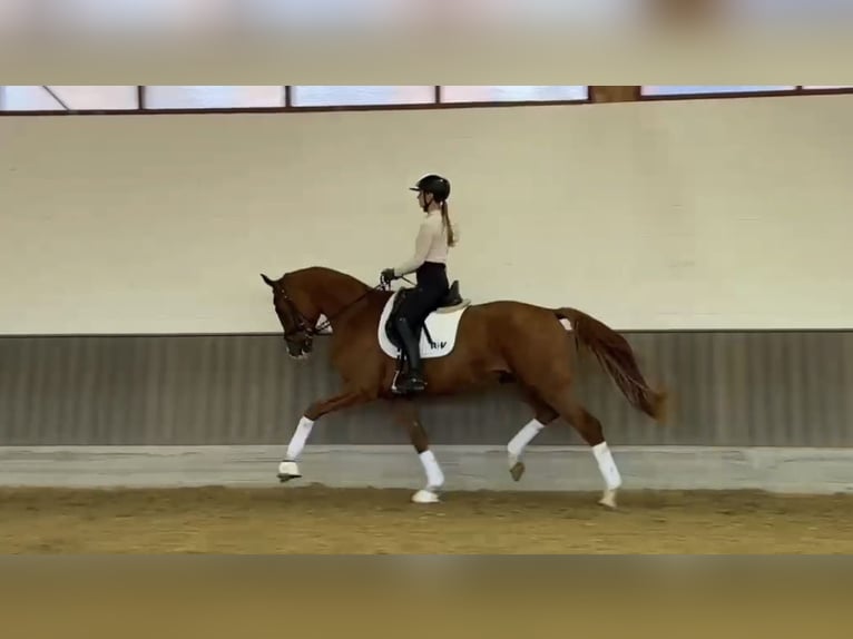 Hannoveraner Hengst 3 Jahre 170 cm Fuchs in Münster