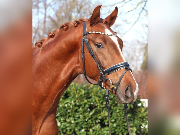 Hannoveraner Hengst 3 Jahre 170 cm Fuchs in Selsingen