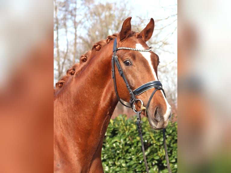 Hannoveraner Hengst 3 Jahre 170 cm Fuchs in Selsingen