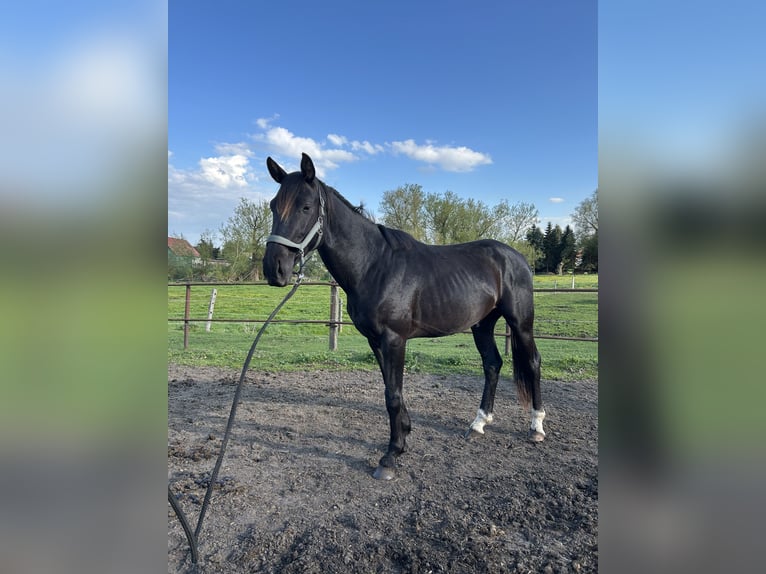 Hannoveraner Hengst 3 Jahre 170 cm Rappe in Spantekow