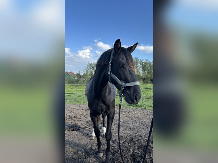 Hannoveraner Hengst 3 Jahre 170 cm Rappe in Spantekow