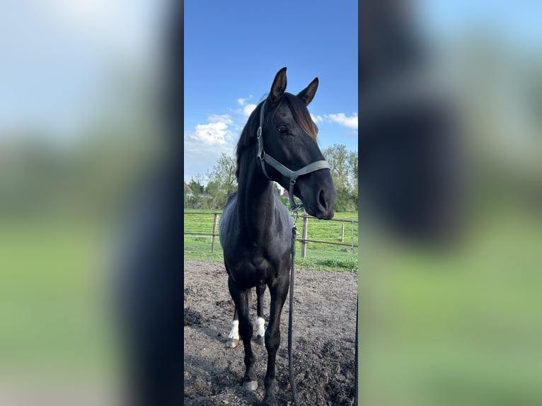 Hannoveraner Hengst 3 Jahre 170 cm Rappe in Spantekow