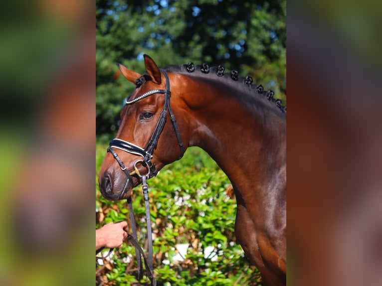 Hannoveraner Hengst 3 Jahre 172 cm Brauner in Selsingen