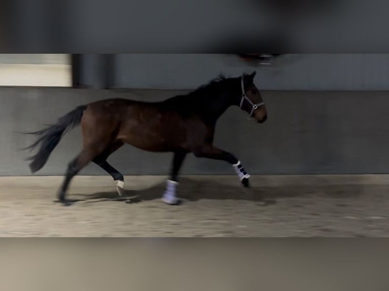 Hannoveraner Hengst 3 Jahre 172 cm Dunkelbrauner in Mönchengladbach