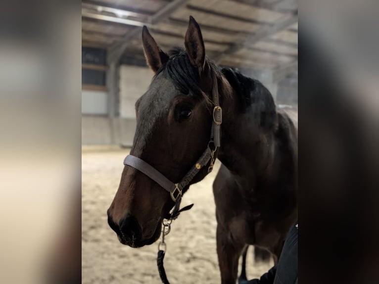 Hannoveraner Hengst 3 Jahre 172 cm Dunkelbrauner in Mönchengladbach