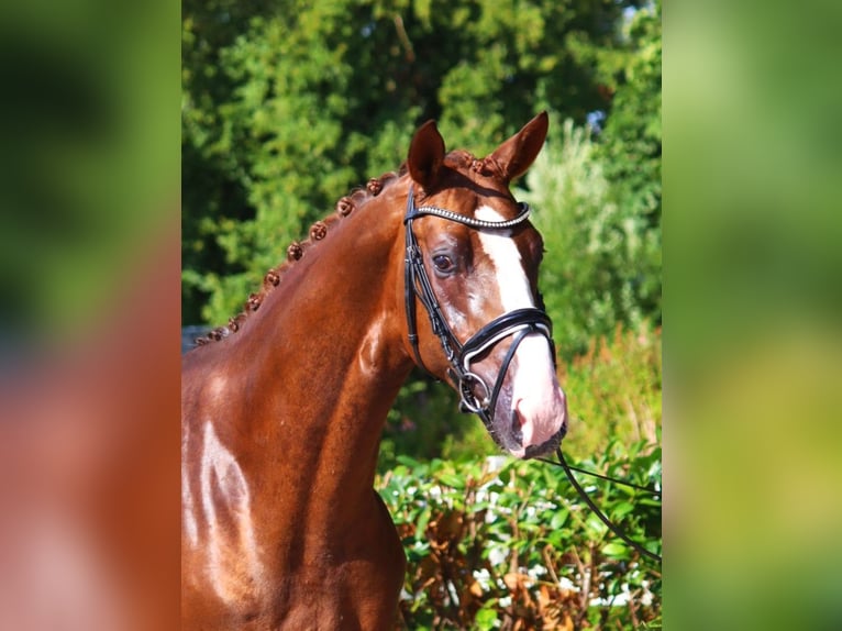 Hannoveraner Hengst 3 Jahre 172 cm Dunkelfuchs in Selsingen