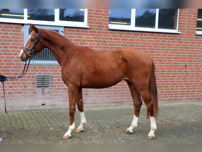 Hannoveraner Hengst 3 Jahre 174 cm Fuchs in Celle