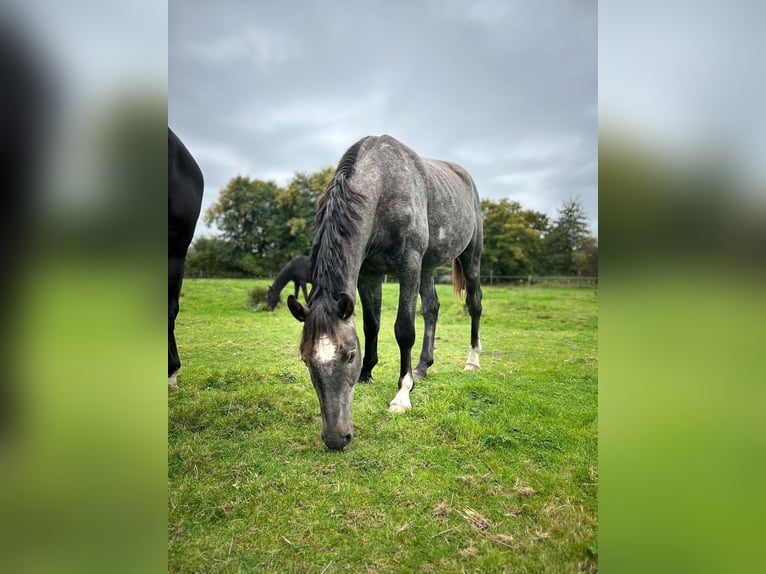 Hannoveraner Hengst 3 Jahre 175 cm Apfelschimmel in Ahrensbök