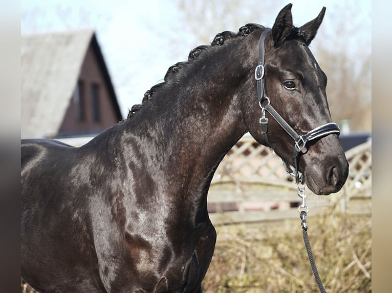 Hannoveraner Hengst 3 Jahre 175 cm Rappe in Hohenfelde