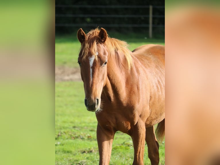 Hannoveraner Hengst 3 Jahre Fuchs in Glandorf