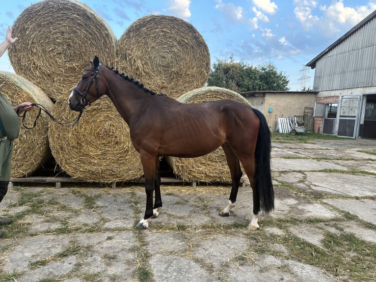 Hannoveraner Hengst 4 Jahre 161 cm Brauner in Moringen