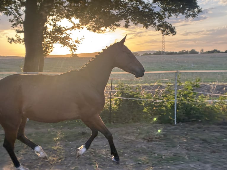 Hannoveraner Hengst 4 Jahre 161 cm Brauner in Moringen