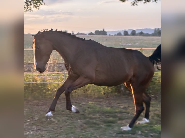 Hannoveraner Hengst 4 Jahre 161 cm Brauner in Moringen