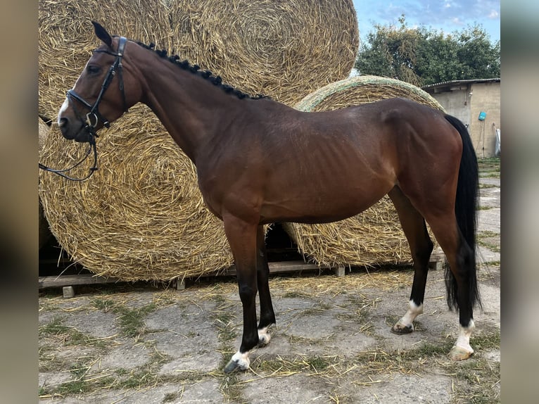 Hannoveraner Hengst 4 Jahre 161 cm Brauner in Moringen
