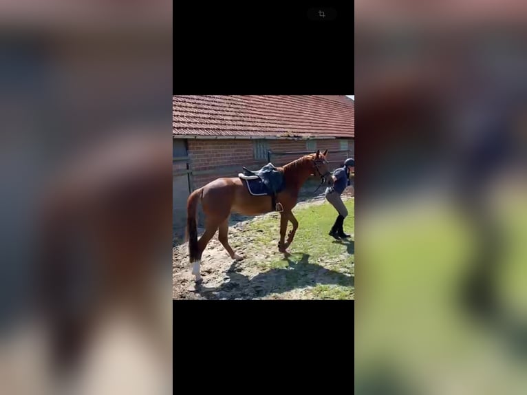 Hannoveraner Hengst 4 Jahre 163 cm Fuchs in Osnabr&#xFC;ck