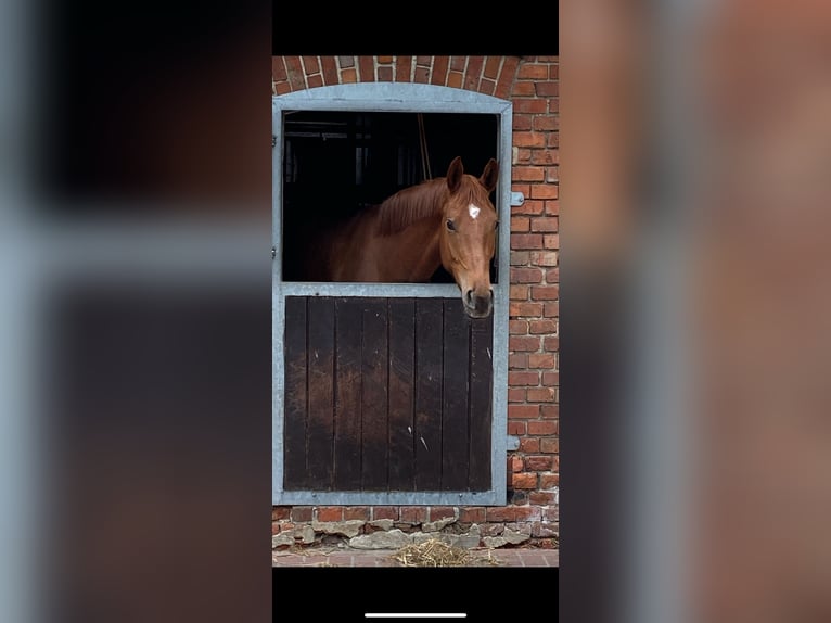 Hannoveraner Hengst 4 Jahre 163 cm Fuchs in Osnabr&#xFC;ck