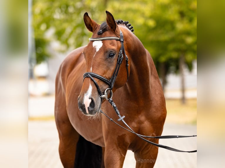 Hannoveraner Hengst 4 Jahre 164 cm Brauner in Verden