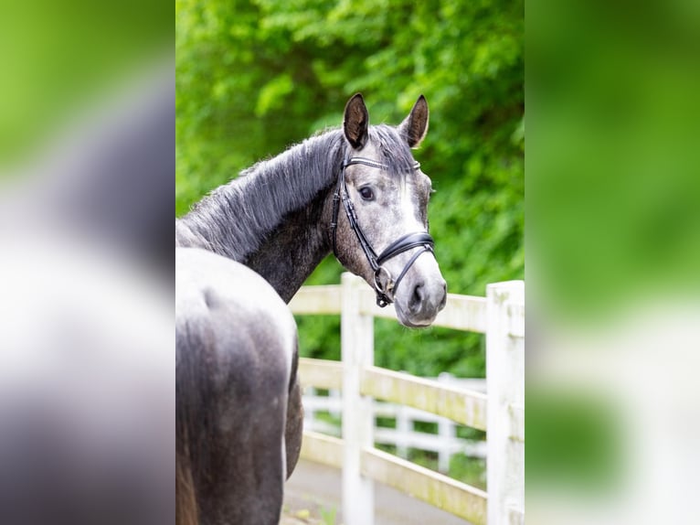 Hannoveraner Hengst 4 Jahre 164 cm Schimmel in Unna