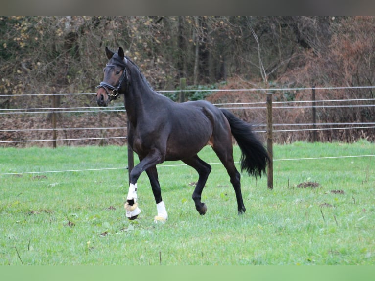 Hannoveraner Hengst 4 Jahre 165 cm Dunkelbrauner in Freren
