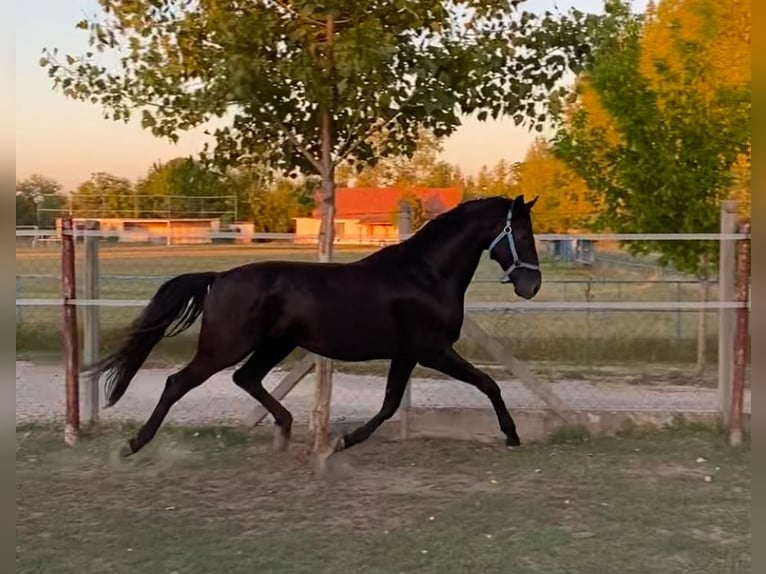 Hannoveraner Hengst 4 Jahre 165 cm Rappe in Tass