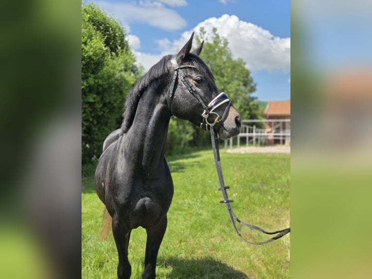 Hannoveraner Hengst 4 Jahre 166 cm Schimmel in Salzhemmendorf