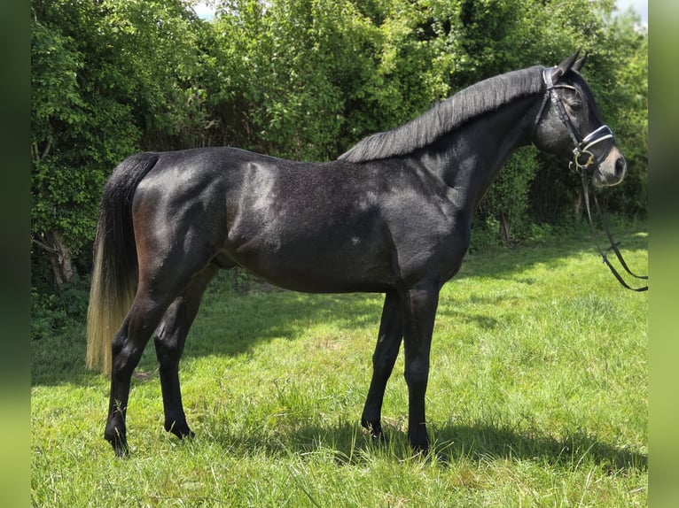 Hannoveraner Hengst 4 Jahre 166 cm Schimmel in Salzhemmendorf