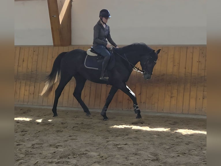 Hannoveraner Hengst 4 Jahre 166 cm Schimmel in Salzhemmendorf