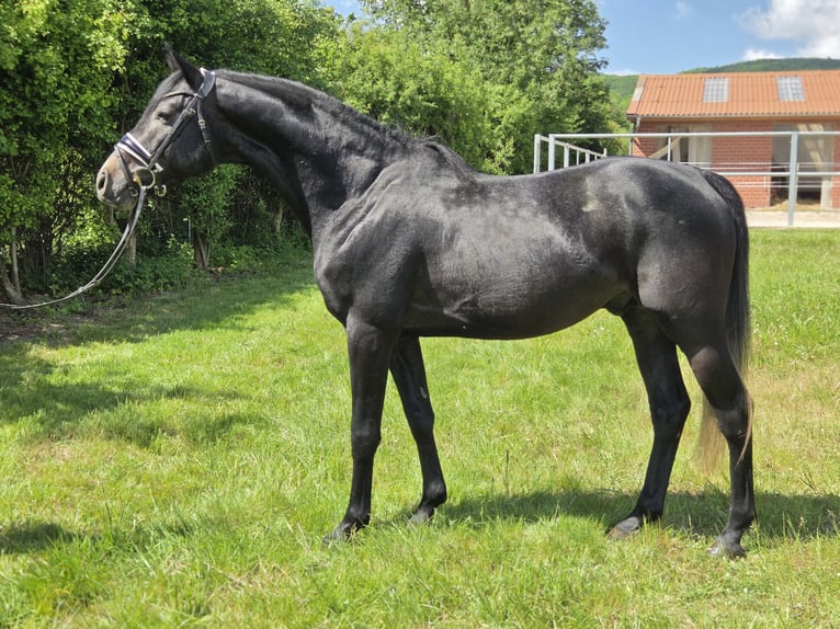 Hannoveraner Hengst 4 Jahre 166 cm Schimmel in Salzhemmendorf
