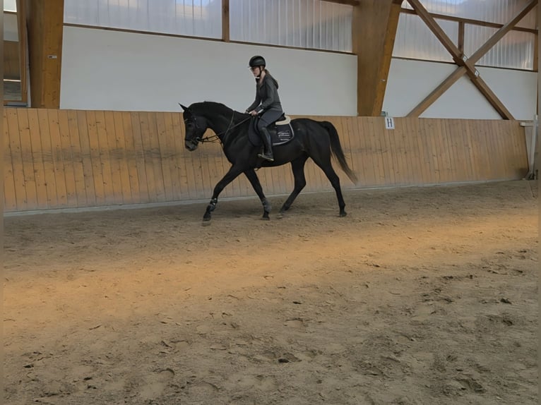 Hannoveraner Hengst 4 Jahre 166 cm Schimmel in Salzhemmendorf