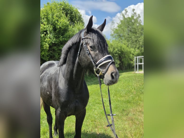 Hannoveraner Hengst 4 Jahre 166 cm Schimmel in Salzhemmendorf
