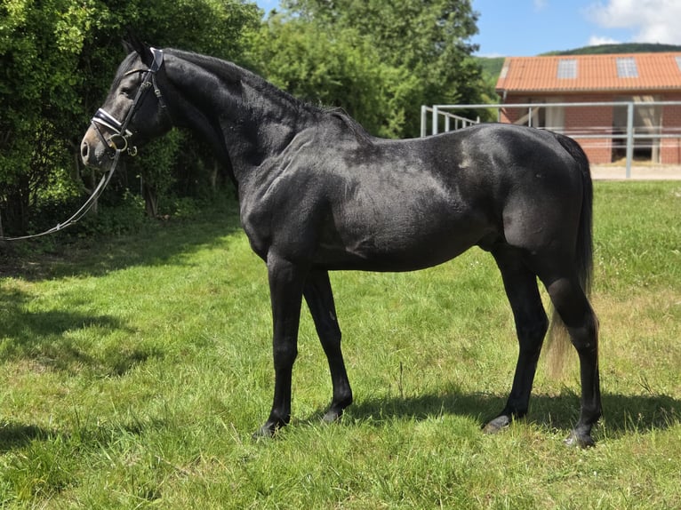 Hannoveraner Hengst 4 Jahre 166 cm Schimmel in Salzhemmendorf