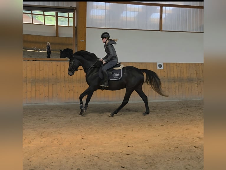 Hannoveraner Hengst 4 Jahre 166 cm Schimmel in Salzhemmendorf