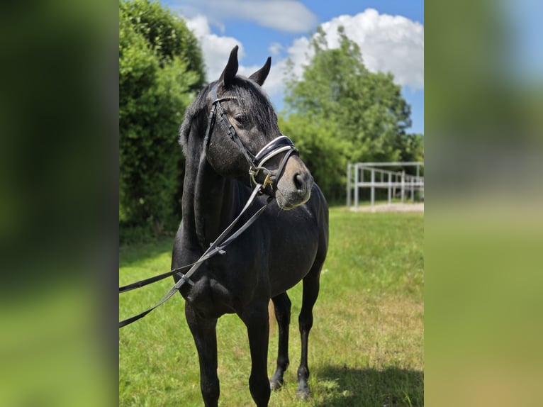 Hannoveraner Hengst 4 Jahre 166 cm Schimmel in Salzhemmendorf