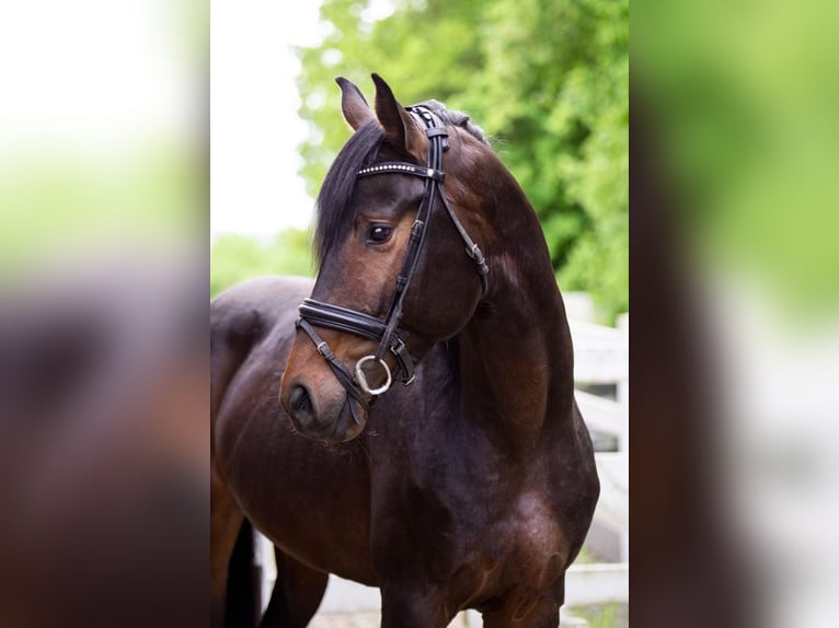 Hannoveraner Hengst 4 Jahre 168 cm Brauner in Unna