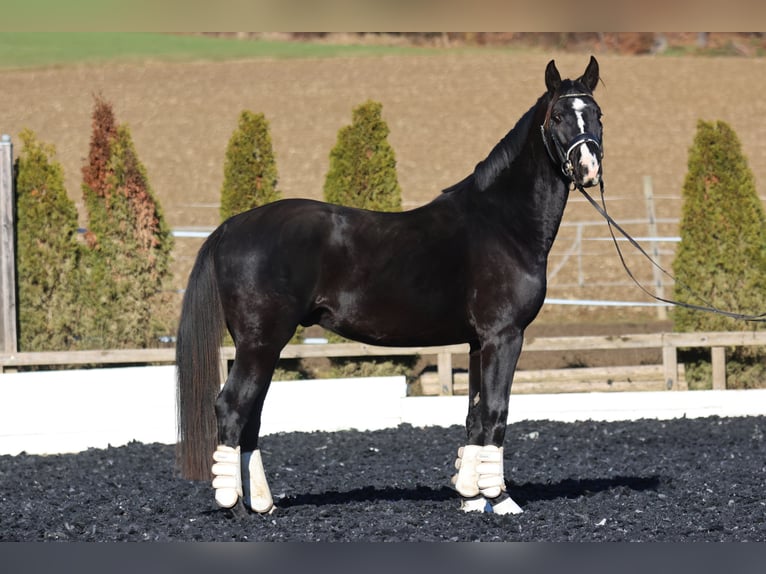 Hannoveraner Hengst 4 Jahre 168 cm Rappe in St Marein bei Graz