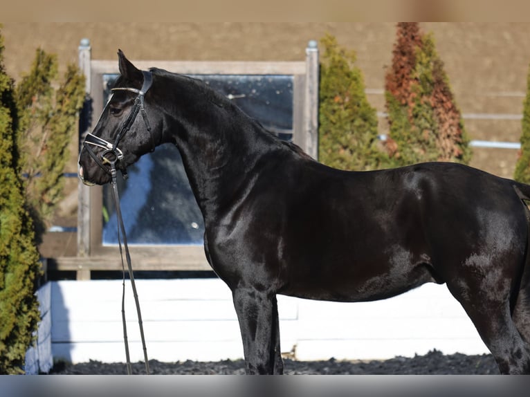 Hannoveraner Hengst 4 Jahre 168 cm Rappe in St Marein bei Graz