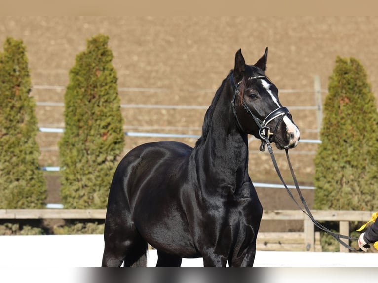 Hannoveraner Hengst 4 Jahre 168 cm Rappe in St Marein bei Graz