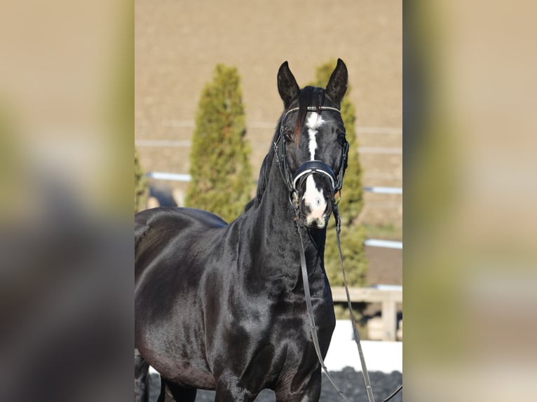 Hannoveraner Hengst 4 Jahre 168 cm Rappe in St Marein bei Graz