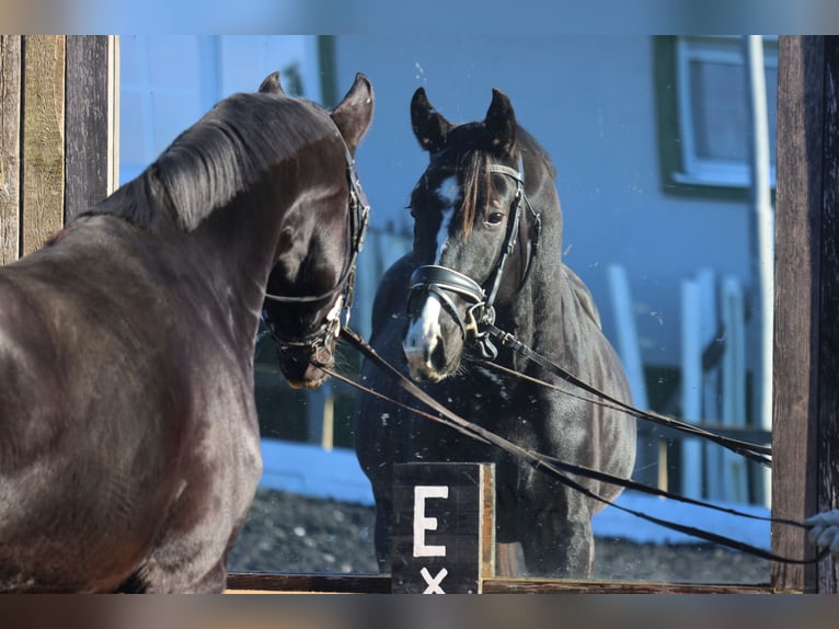 Hannoveraner Hengst 4 Jahre 168 cm Rappe in St Marein bei Graz