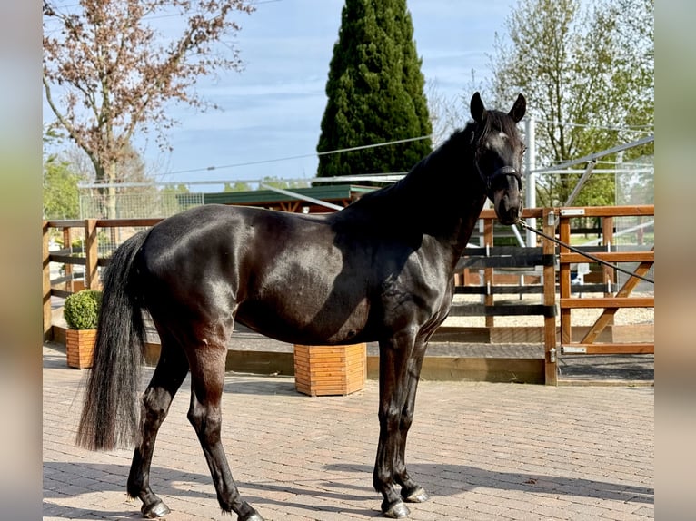 Hannoveraner Hengst 4 Jahre 168 cm Rappe in Ottersberg