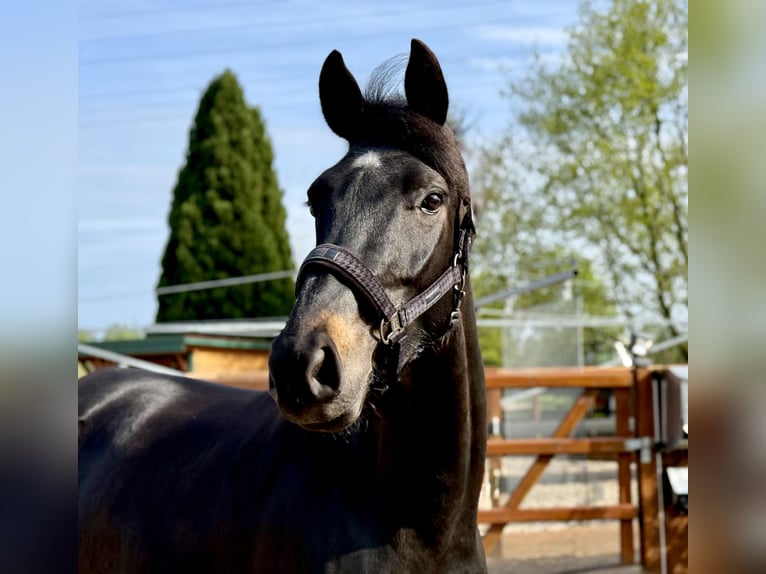 Hannoveraner Hengst 4 Jahre 168 cm Rappe in Ottersberg