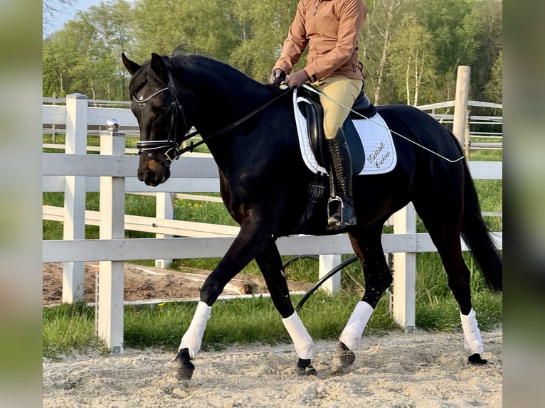 Hannoveraner Hengst 4 Jahre 168 cm Rappe in Ottersberg