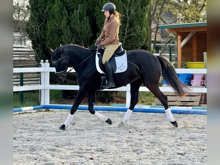 Hannoveraner Hengst 4 Jahre 168 cm Rappe in Ottersberg