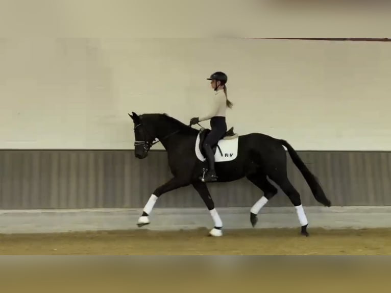 Hannoveraner Hengst 4 Jahre 168 cm Schwarzbrauner in Münster