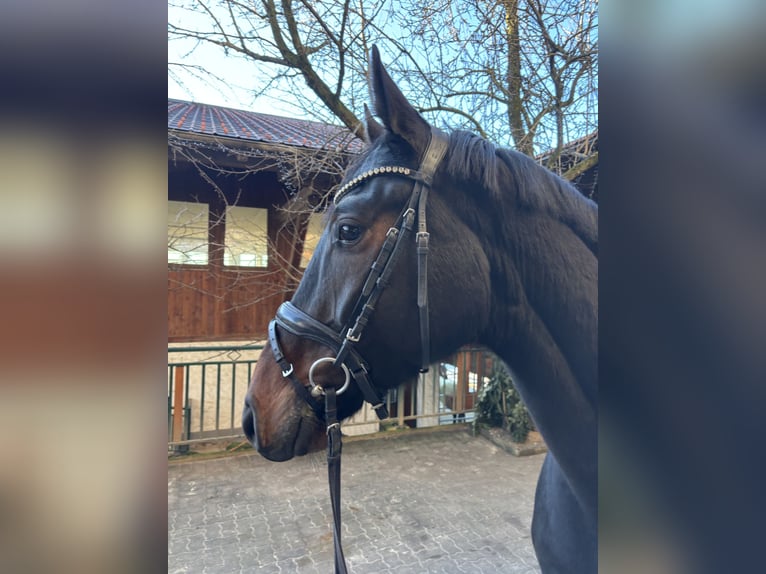 Hannoveraner Hengst 4 Jahre 170 cm Dunkelbrauner in Zell am Moos